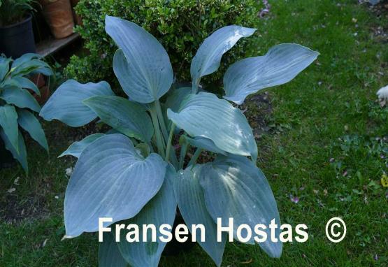 Hosta Valley's Blue Curacao